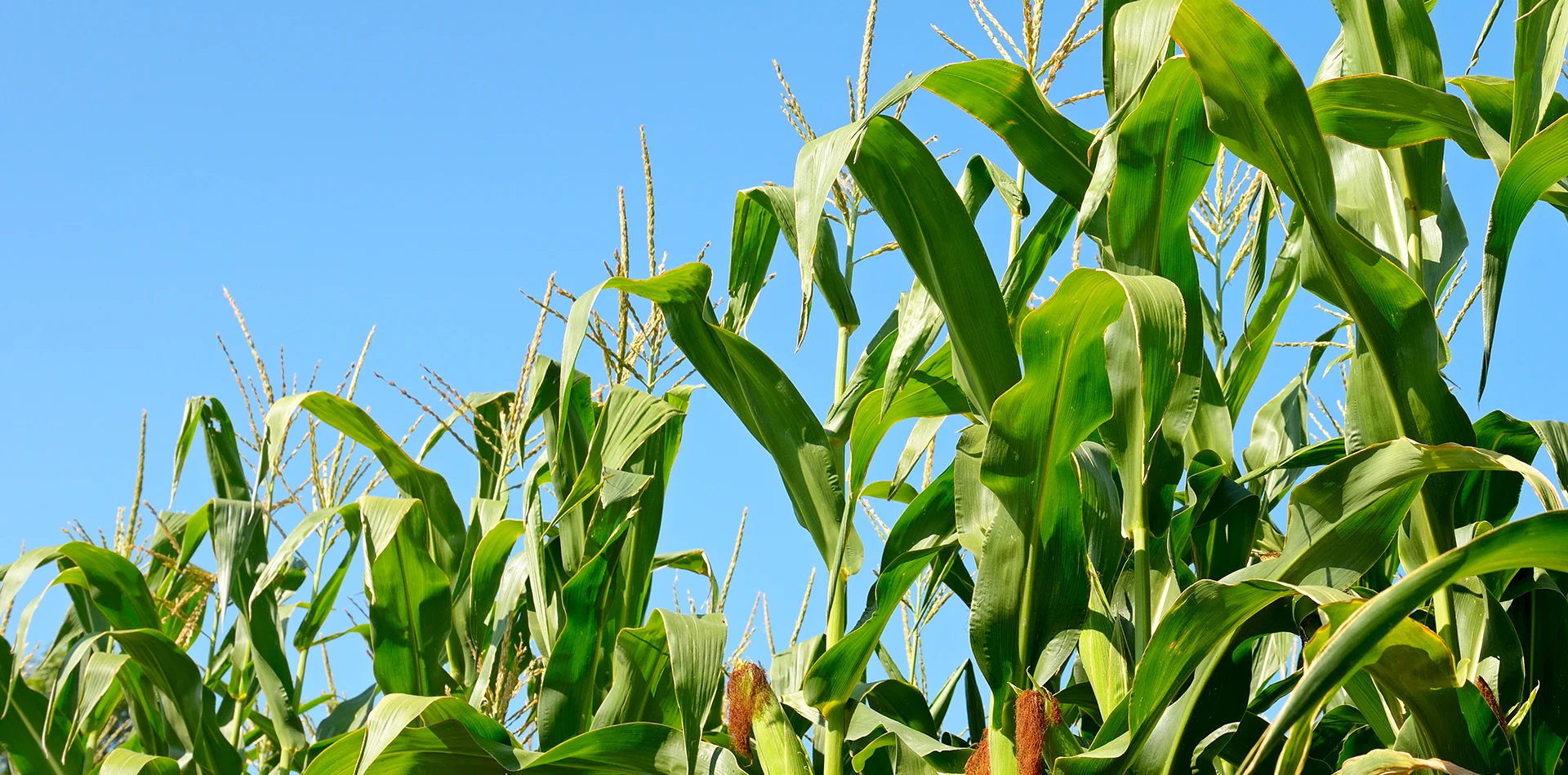 Lieferant von Ganzpflanzen-Maissilage