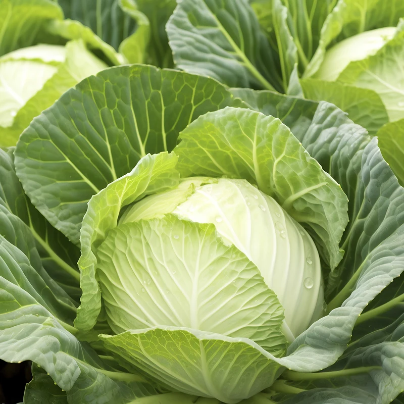 Welche Nährwerte und Vorteile hat Kohl?