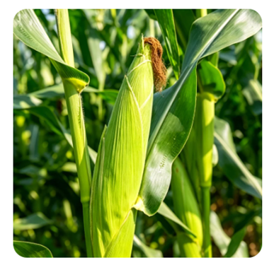 Yiman Agriculture erweitert weltweites Angebot an hochwertigem Viehfutter und Futtermitteln