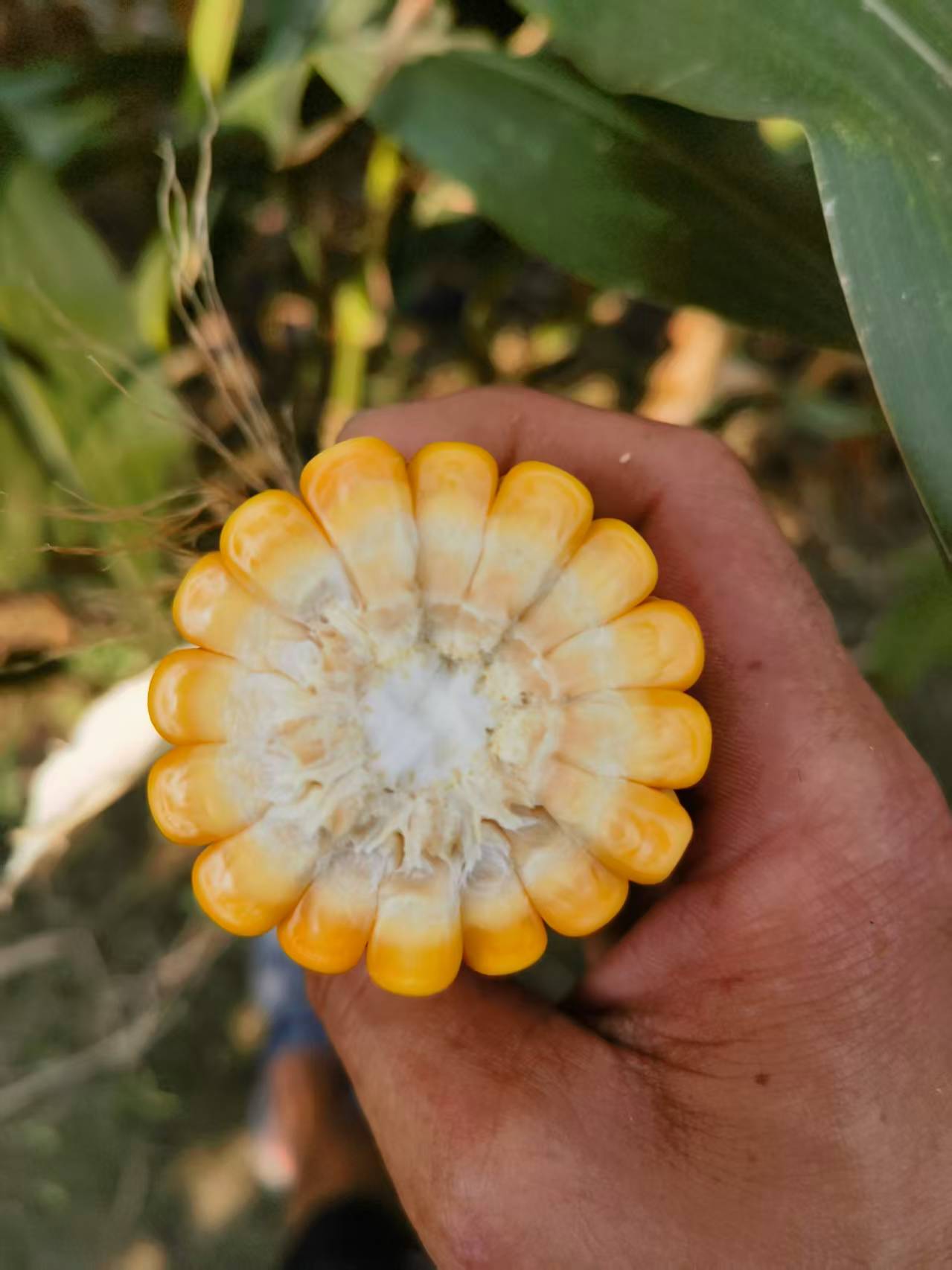 Warum sollten kleine Wiederkäuerbetriebe spezielle Maissilage für Schafe und Ziegen wählen?