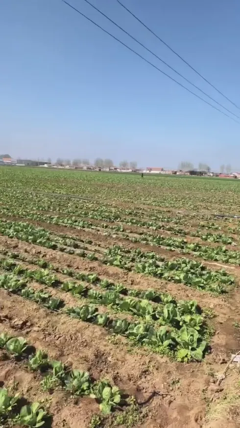 Welche Kernstärken machen Yiman Agriculture zu Ihrem idealen Lieferanten für Großimportprojekte für Sauerkohl?
