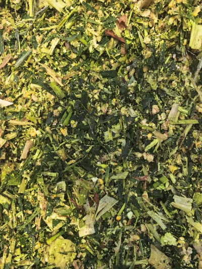 Wie kann angesichts der häufigen Wetterereignisse mit hoher Luftfeuchtigkeit auf der ganzen Welt mit wissenschaftlichen Verfahren hochwertige frische Maissilage für Bedingungen mit hoher Luftfeuchtigkeit hergestellt werden?