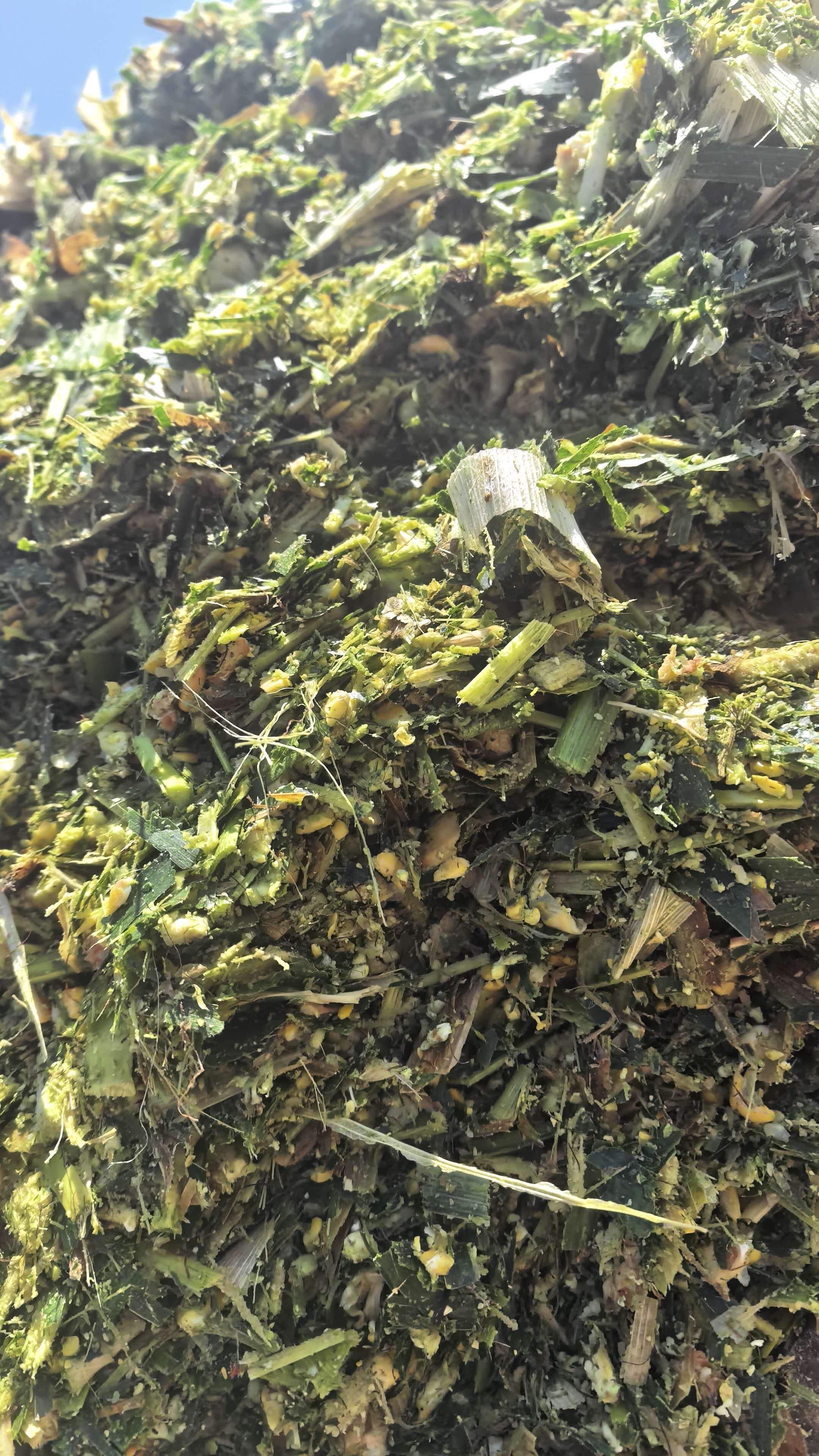Warum sollten kleine Wiederkäuerbetriebe spezielle Maissilage für Schafe und Ziegen wählen?
