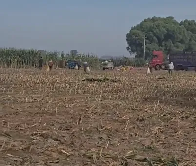 Wie kann die Effizienz der Viehzucht mit hochwertiger Ganzpflanzen-Maissilage verbessert werden?