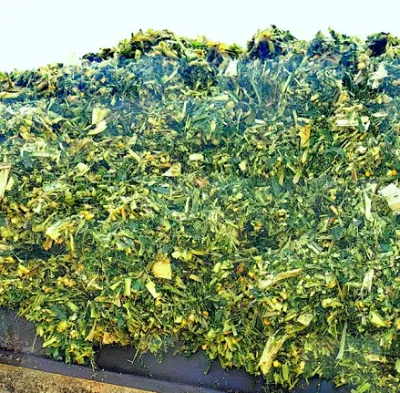 Wie steigert hochwertiges Maissilage-Mischfutter die Gewinnspanne in der Tierhaltung?