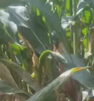 Wie kann chinesisches Hochenergie-Mischsilagefutter die landwirtschaftlichen Kosten senken und das Viehwachstum steigern?