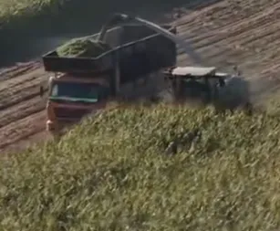 Wie können Tierhaltungsbetriebe in Afrika und im Nahen Osten die Futterversorgung mit zuverlässiger Maissilage stabilisieren?