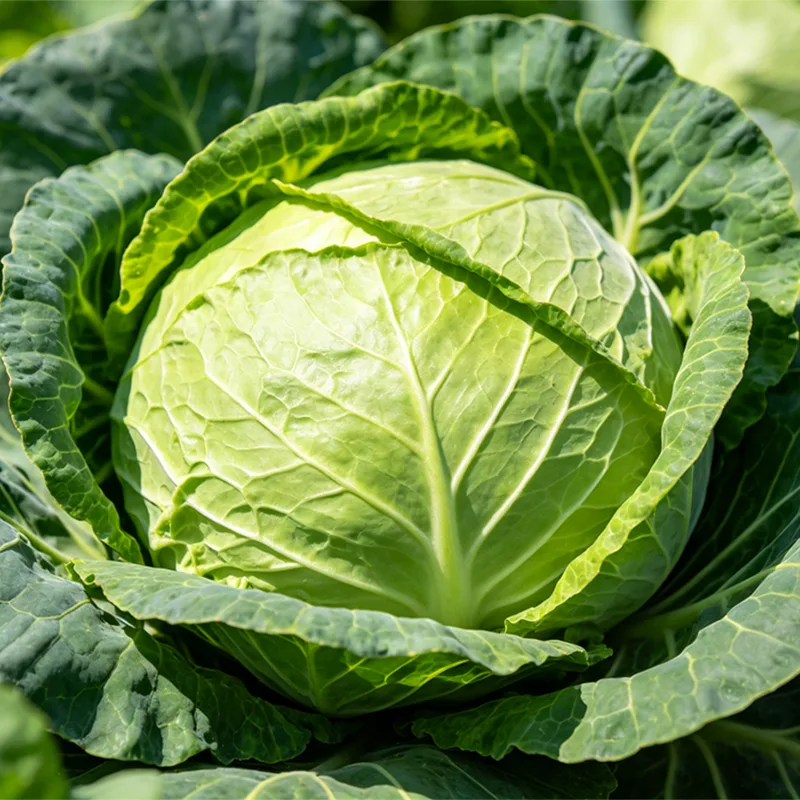 Gesunder frischer Kohl