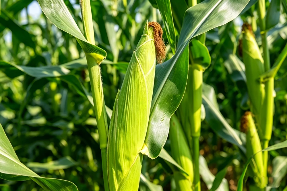 Fresh Whole Plant Corn Silage