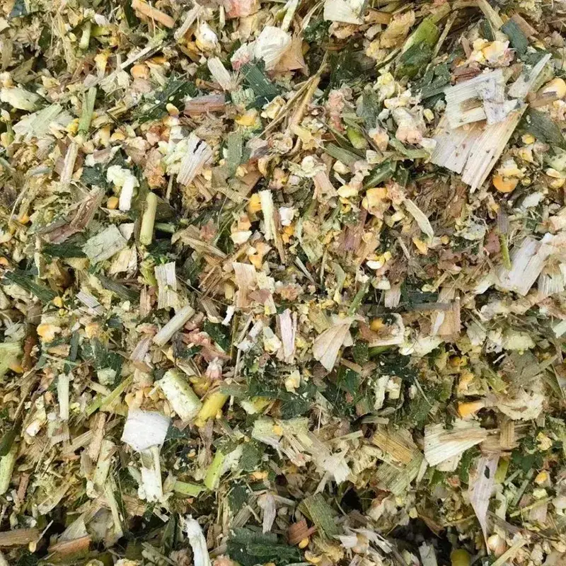 Laktationsmilchkuh-Maissilage