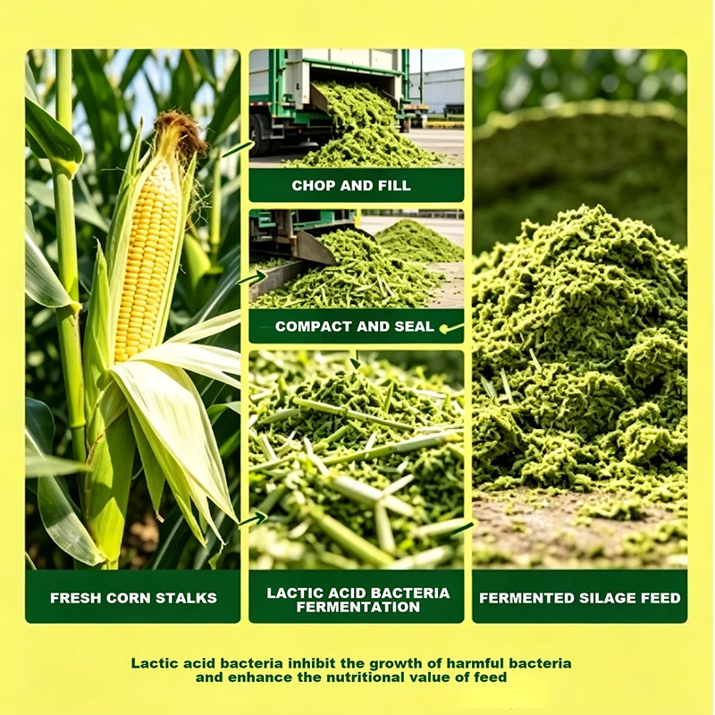 Milchsäurevergorene Maissilage