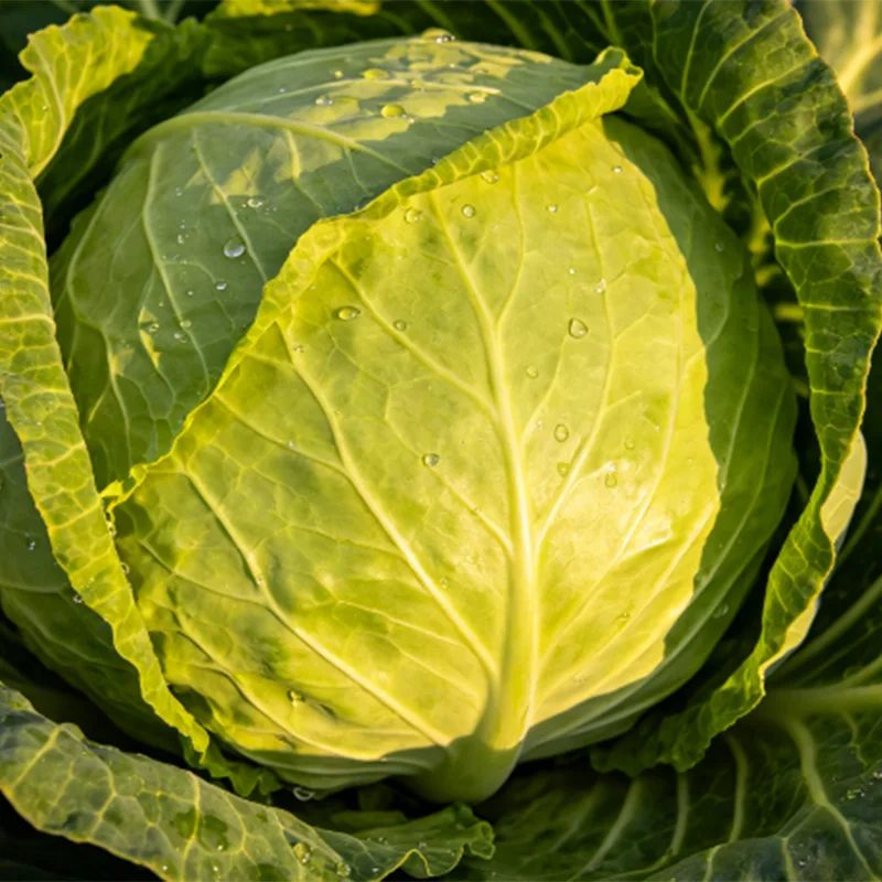 Großer frischer runder Kohl