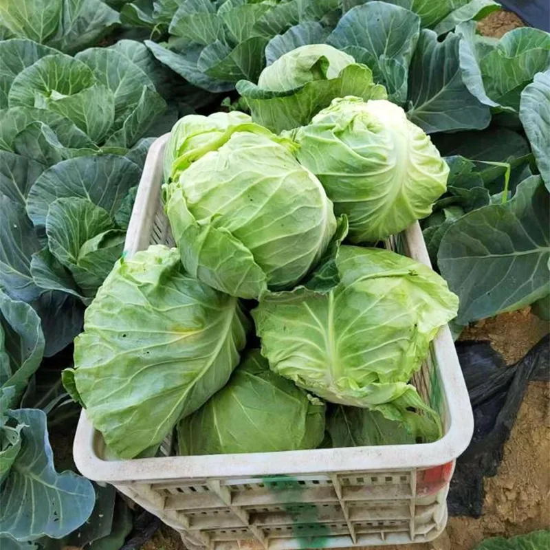 Mittelgroßer frischer runder Kohl