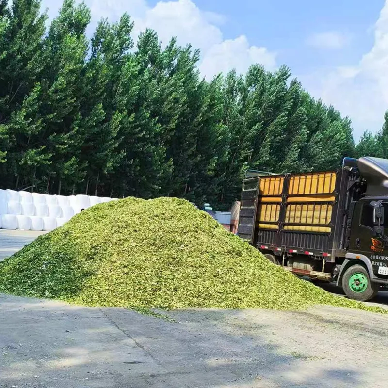 Spezial-Maissilage für Schafe und Ziegen