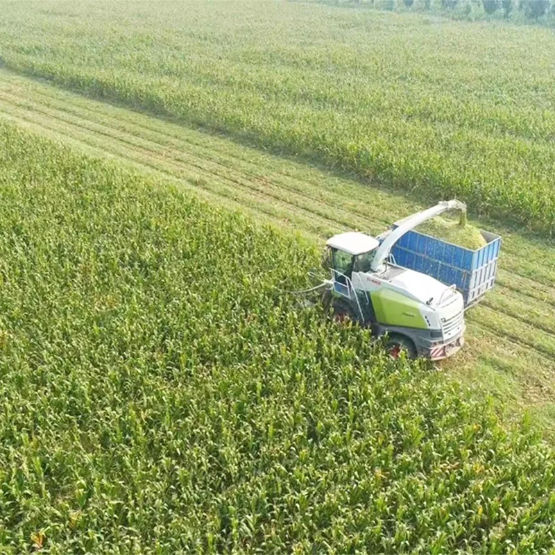 Sommerernte-Maissilage